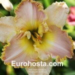 Hemerocallis Ed Brown