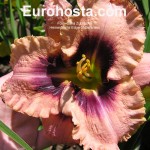 Hemerocallis Edge of Darkness 
