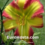 Hosta Fried Green Tomatoes