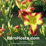 Hosta Fried Green Tomatoes