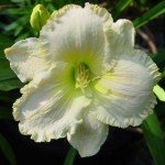 Hemerocallis Great White