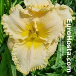 Hemerocallis Great White