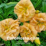 Hemerocallis In Excess