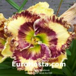 Hemerocallis Janet And Bill