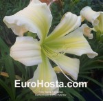 Hemerocallis Lemon Macaw