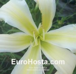 Hemerocallis Lemon Macaw