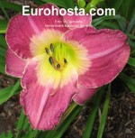 Hemerocallis Malaysian Monarch 