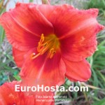 Hemerocallis Snehulienka