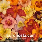 Hemerocallis Mix - Eurohosta
