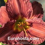 Hemerocallis Nowhere to Hide