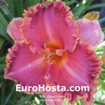 Hemerocallis Puffer Fish