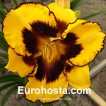 Hemerocallis Pumpkin Bandit - Eurohosta