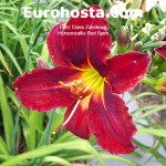 Hemerocallis Red Spire - Eurohosta