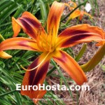 Hemerocallis 'Tiger Eye Spider'