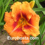 Hemerocallis Tigger - Eurohosta