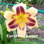 Hemerocallis Tmavé oči
