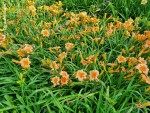 Hemerocallis When Robins Sing