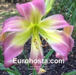 Hemerocallis Wilson Spider