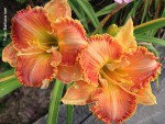 Hemerocallis Sugar Sugar