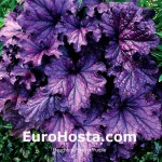 Heuchera Forever Purple