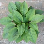 Hosta Holar Mystic Purple