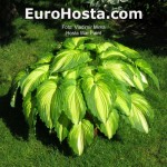 Hosta War Paint - Eurohosta