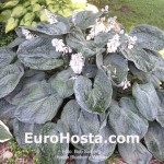 Hosta Blueberry Waffles