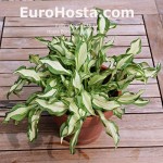 Hosta Bohemian Fatty Manzo