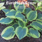 Hosta Brass Ring