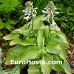Hosta Bright Lights - Eurohosta