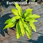 Hosta Buffalo Golden Touch