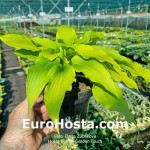 Hosta Buffalo Golden Touch