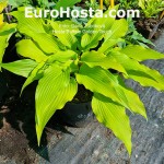 Hosta Buffalo Golden Touch
