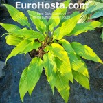 Hosta Buffalo Golden Touch