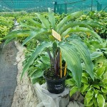 Hosta Buffalo Grassland Fountain