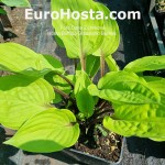 Hosta Buffalo Grassland Berries