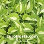 Hosta Buffalo Spring Beauty
