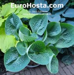 hosta Buffalo Wrinkled Daddy