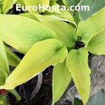 hosta Chris' Citronatic