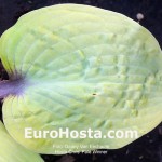Hosta Chris' Pale Winner