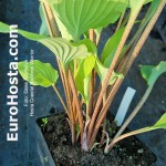 Hosta Coastal Chanel Feever