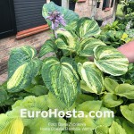 Hosta Coastal Rainbow Warrior