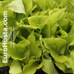 Hosta Cranberry Wine