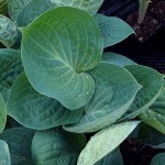 Hosta Dixie Cups