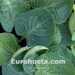 Hosta Dixie Cups