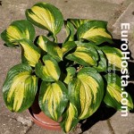 Hosta Epiphany - Eurohosta