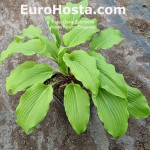 Hosta Frisian Elegance