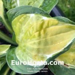 hosta Gypsy Lemon