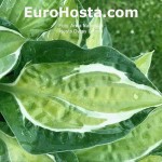 hosta Gypsy Lemon
