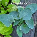 Hosta Lakeside Blue Jeans 